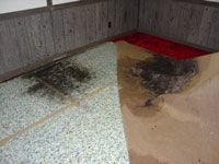 Cleaning Black Mold 99