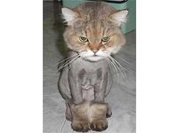 a shaved cat
