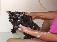 bathing an unhappy cat