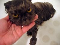 rinsing angry cat
