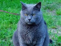 fat gray cat