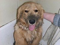 happy wet dog in tub