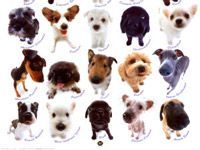 picture of a lot of dog breeds