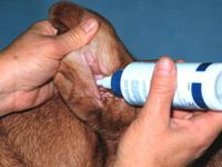 squirting cleaner into dog ears