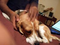 massaging dog ears