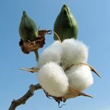 cotton on the plant
