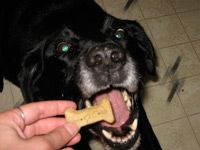 giving dog a biscuit