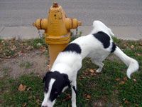 dog peeing on hydrant