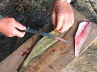 filleting fish gills to spine