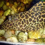 picture of pleco fish