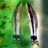 picture of otocinclus fish