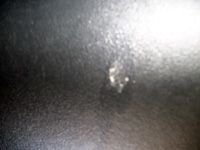 picture of bug splatter