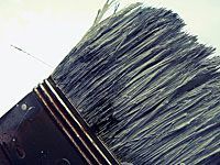 closeup of paintbrush hairs