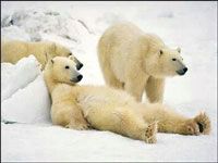 lazy polar bears