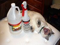 cleaning supplies next to a cat
