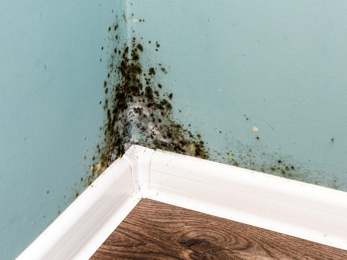 How To Clean Mold